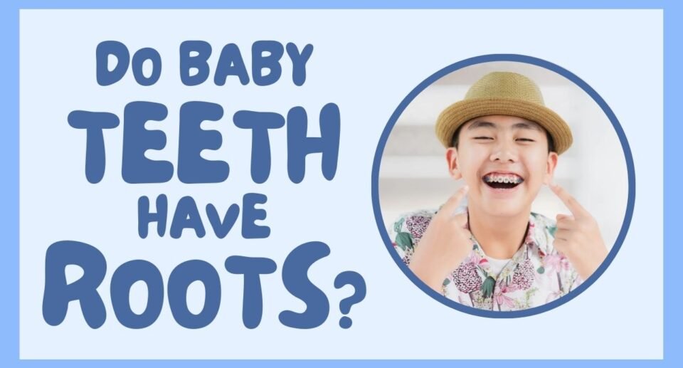 Do Baby Teeth Have Roots